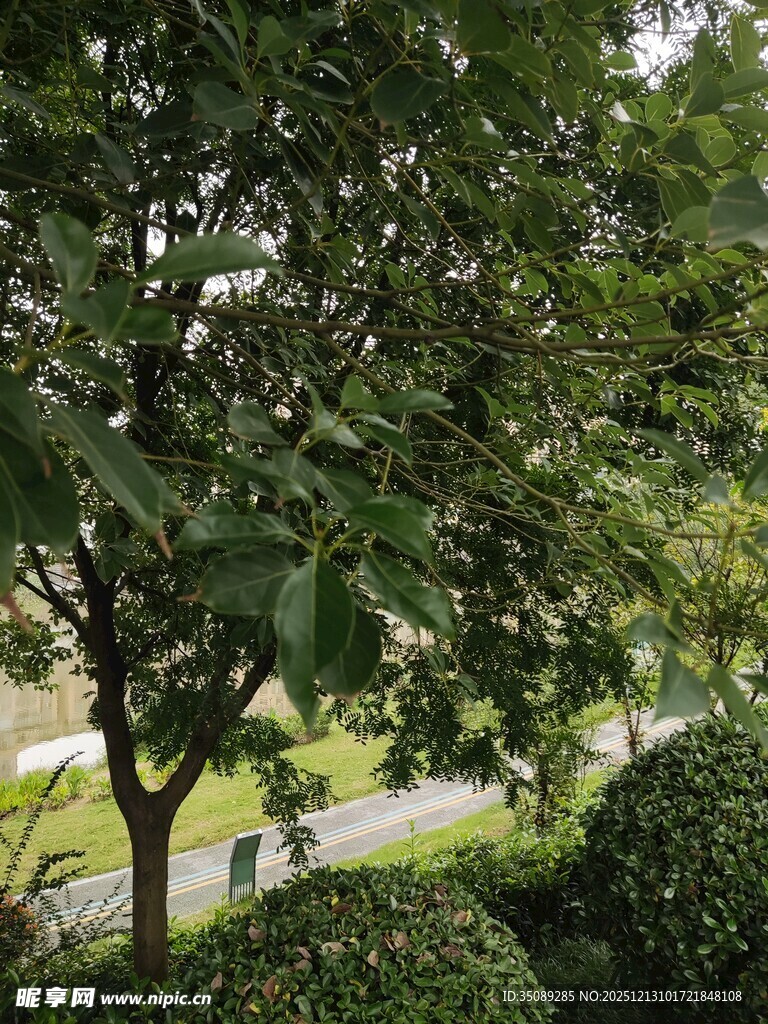 绿意盎然的街边树木景观