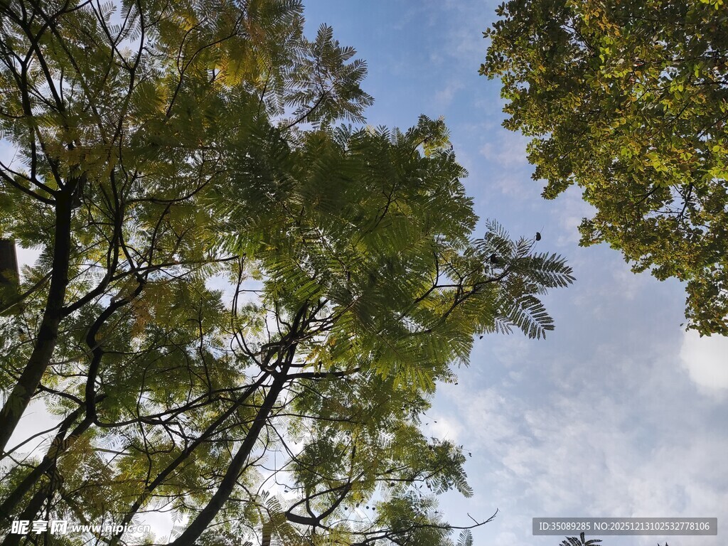 仰视葱郁树木与蓝天