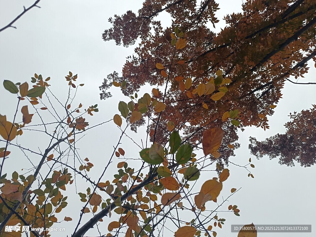 秋日枝头斑斓树叶