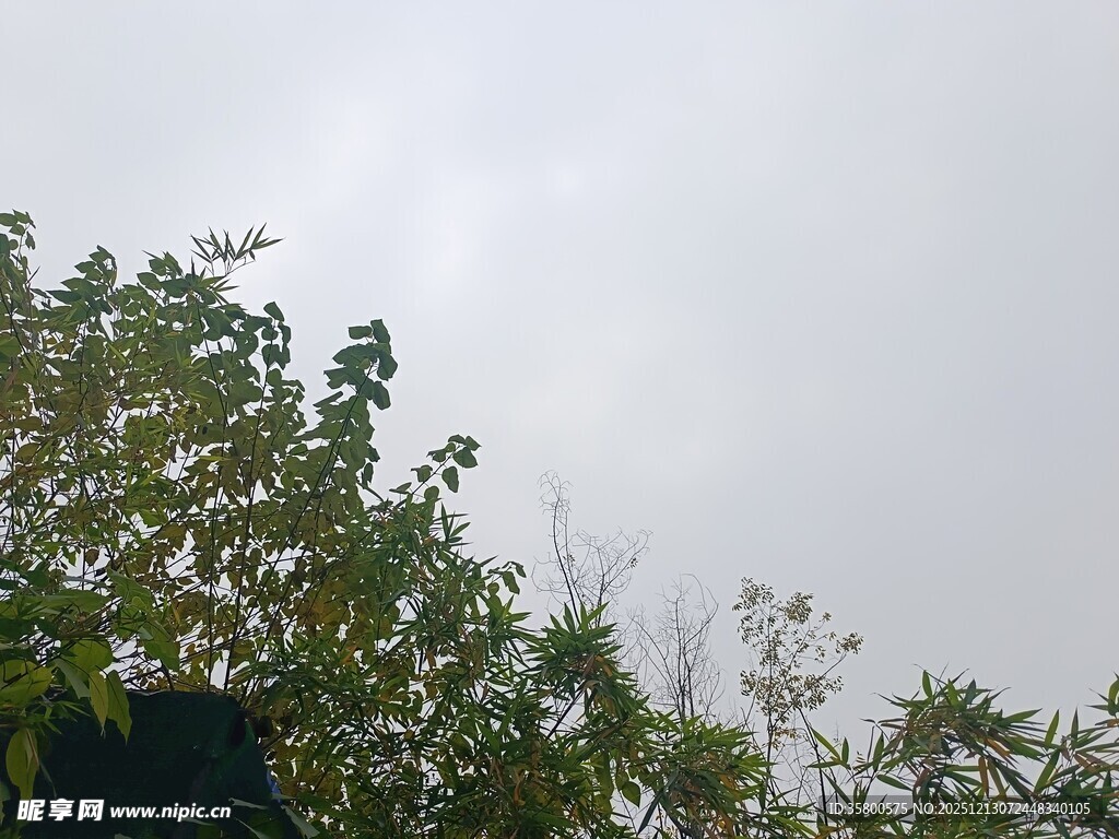 天空下的繁茂绿树