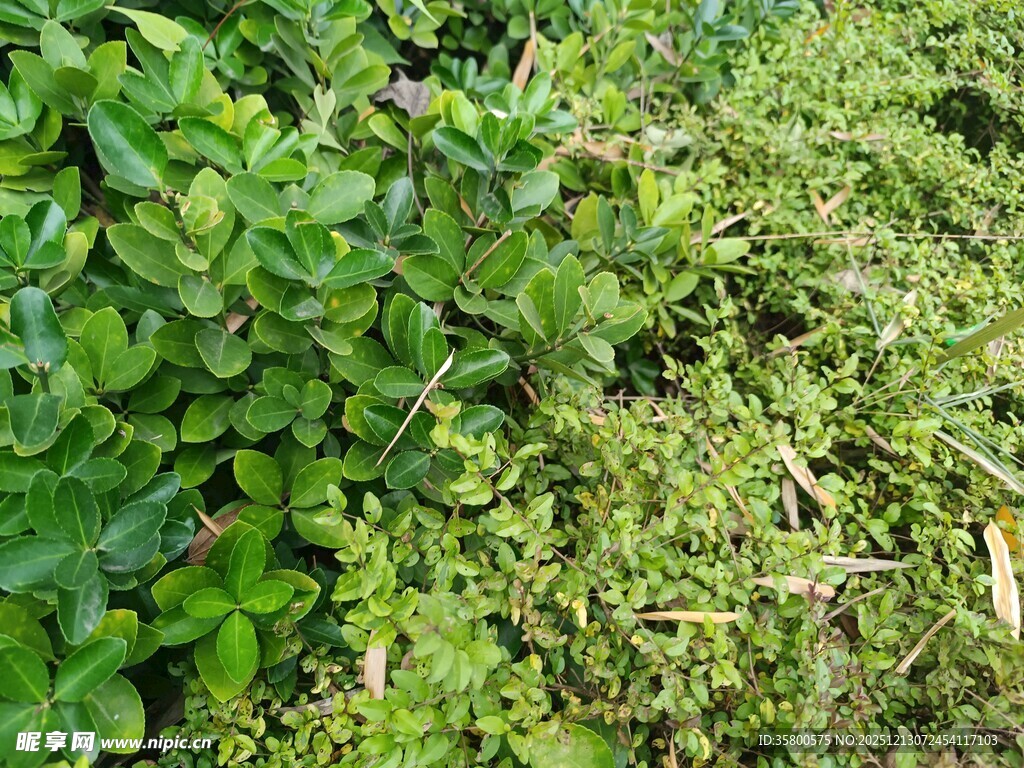翠绿繁茂的绿植景观