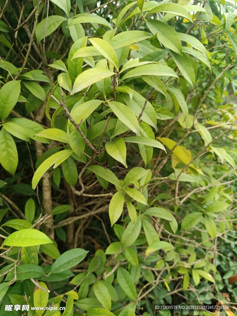 绿叶繁茂的植物景观