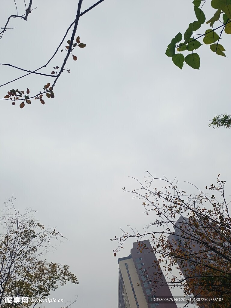 仰视城市树木与高楼景观