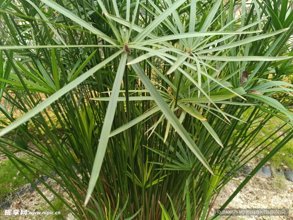 细长叶片的绿色植物