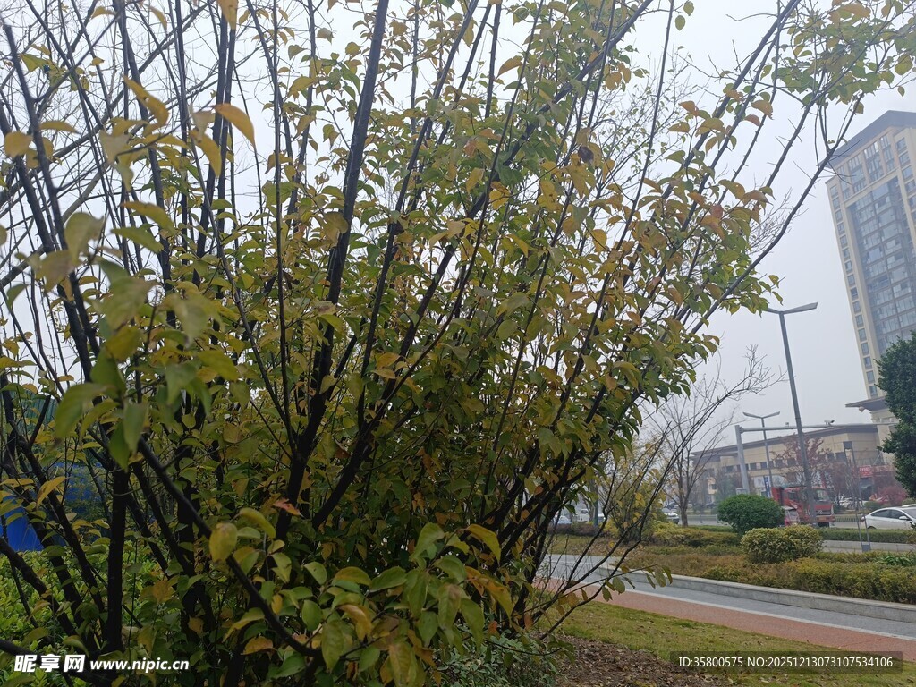 雨中路旁绿植与远处建筑