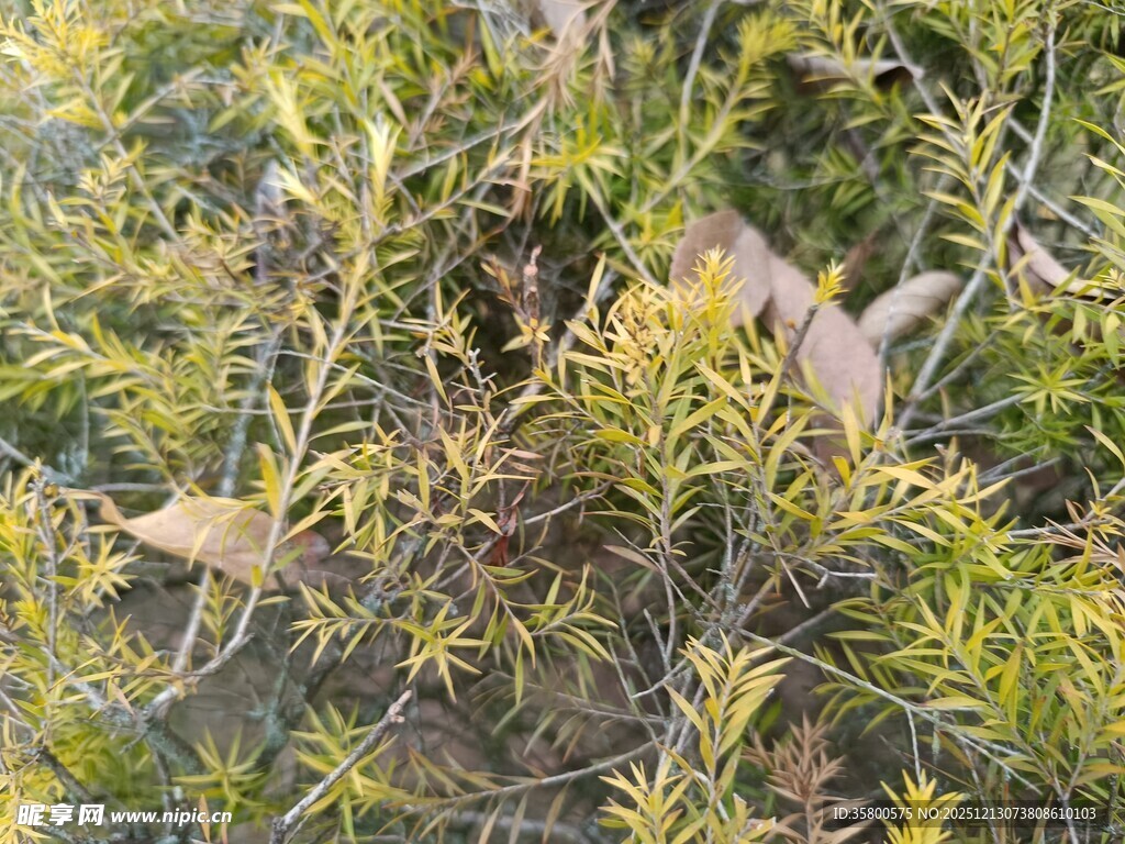 野外丛生的多样绿色植物