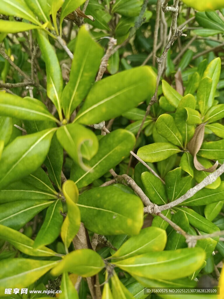 翠绿繁茂的植物叶片特写