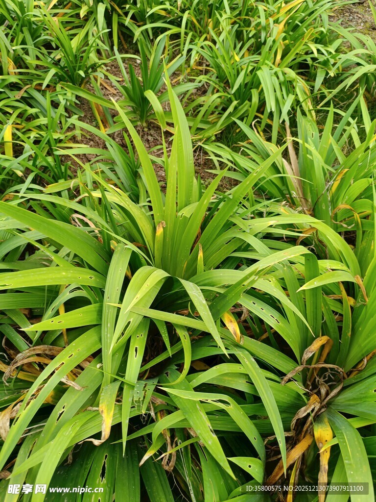 翠绿茂盛的凤梨植物