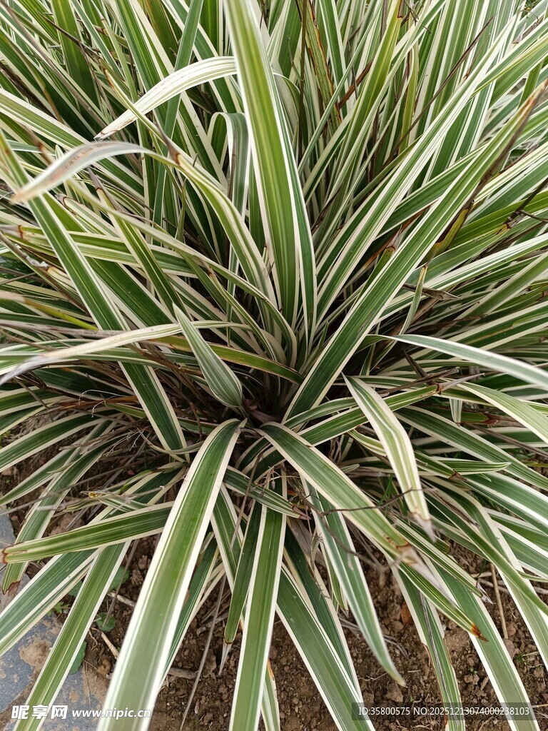 翠绿条纹状观叶植物