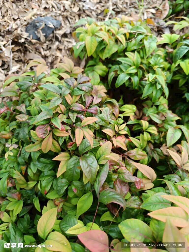 多彩叶片植物景观