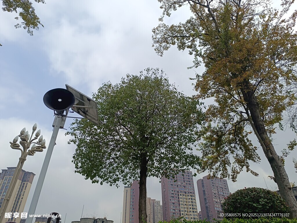 城市中的绿树与路灯景观