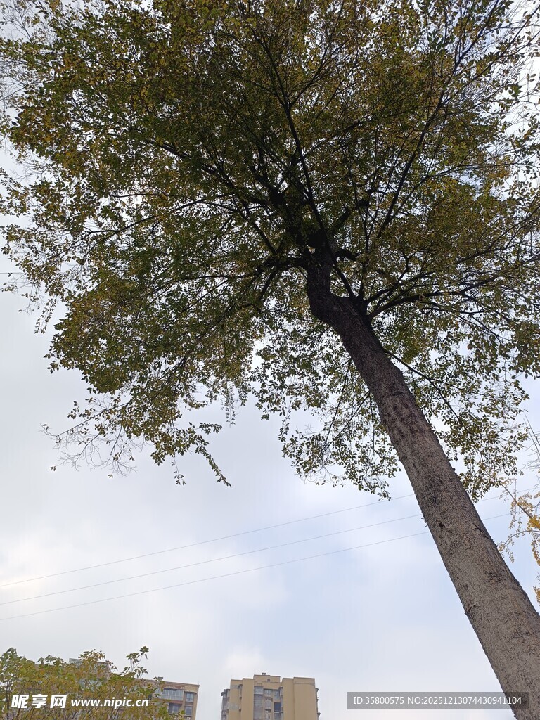 仰拍视角下的高大树木