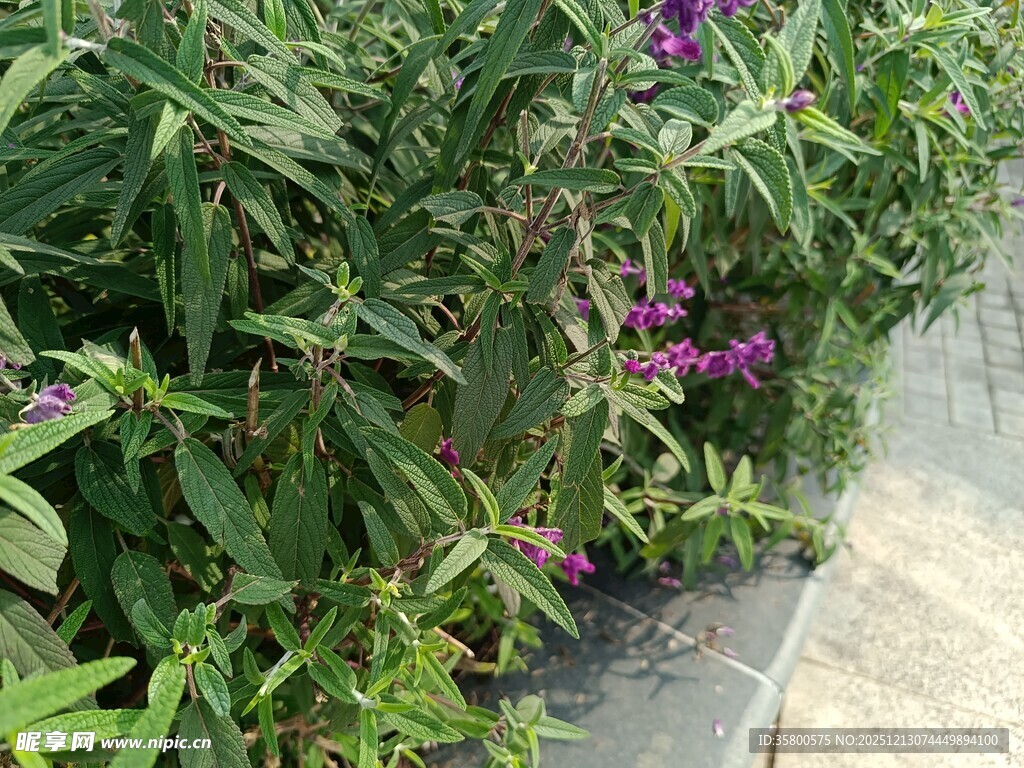 路边绽放的紫色花卉植物