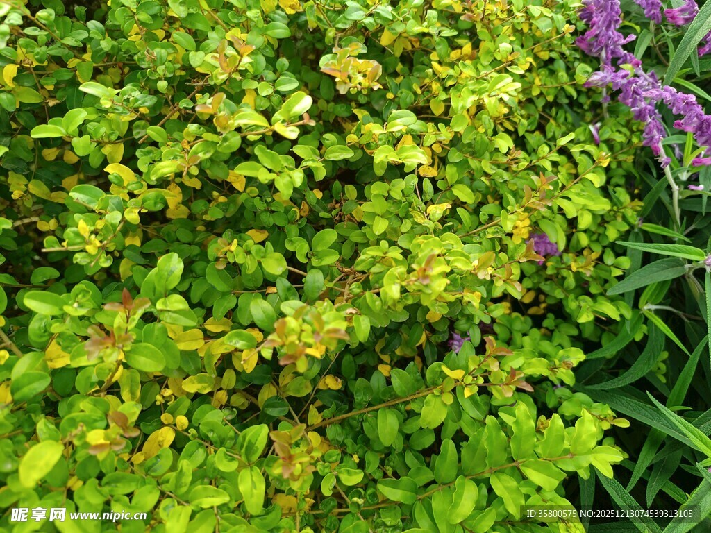 绿叶紫花的植物景观