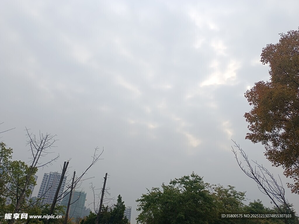 阴天城市中的树木景观