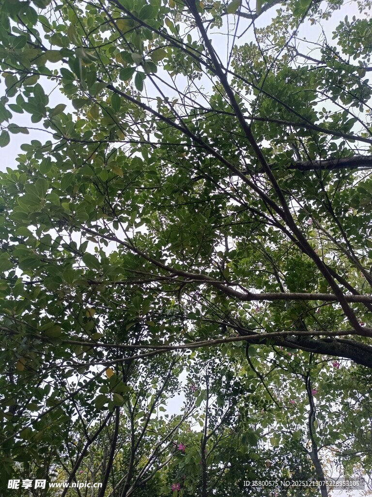 仰视茂密枝叶的景象