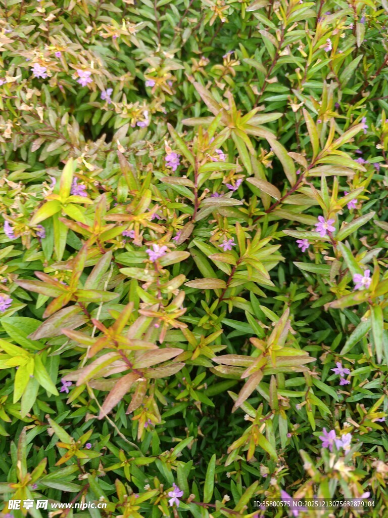 多彩繁茂的绿色植物景观