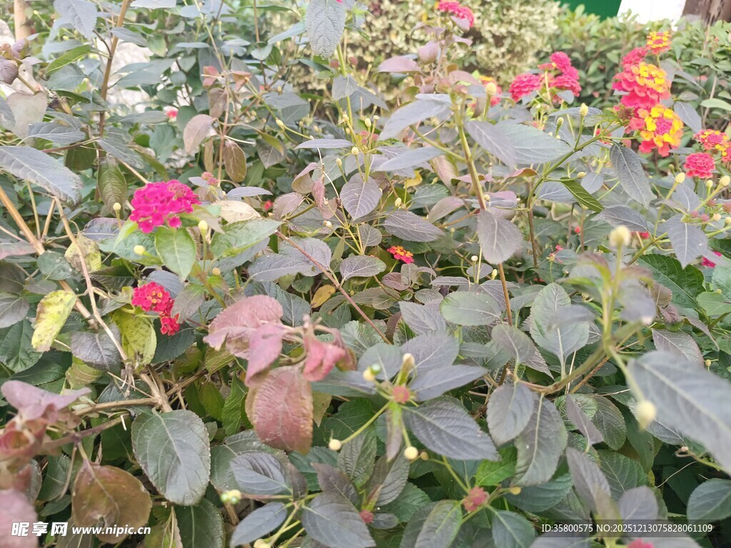 多彩叶片植物景观