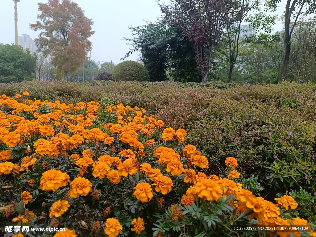 橙色花海绽放自然美景