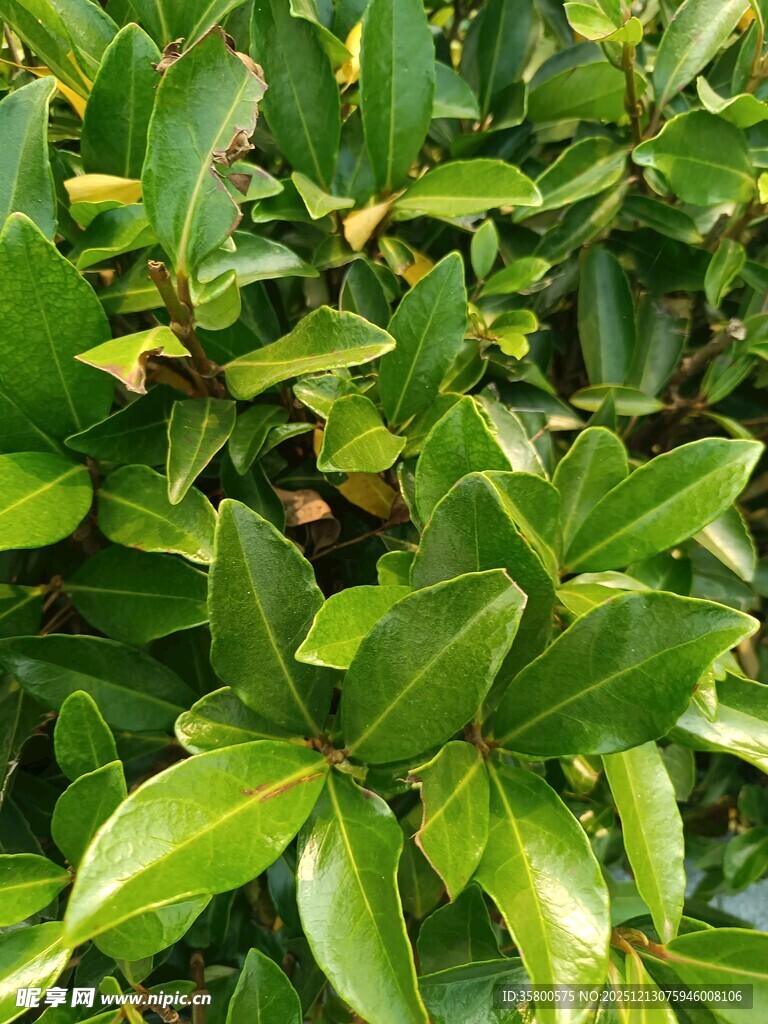 翠绿繁茂的生机植物