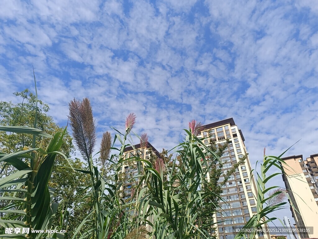 城市中摇曳的芦苇与高楼
