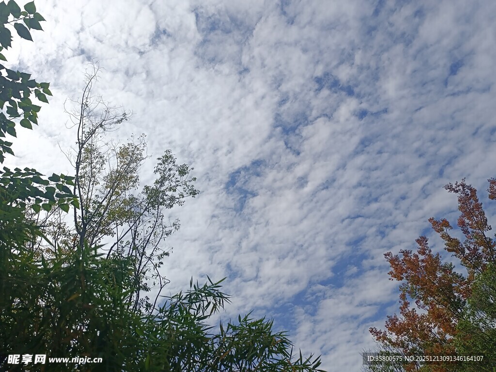 蓝天白云下的多彩树木