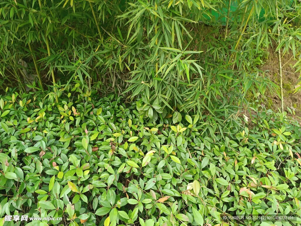 翠绿植物与繁茂枝叶景观