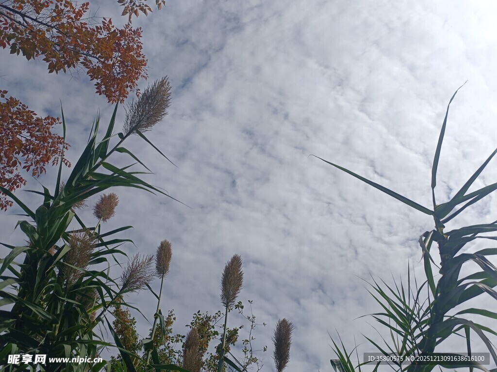 天空下的植物景观