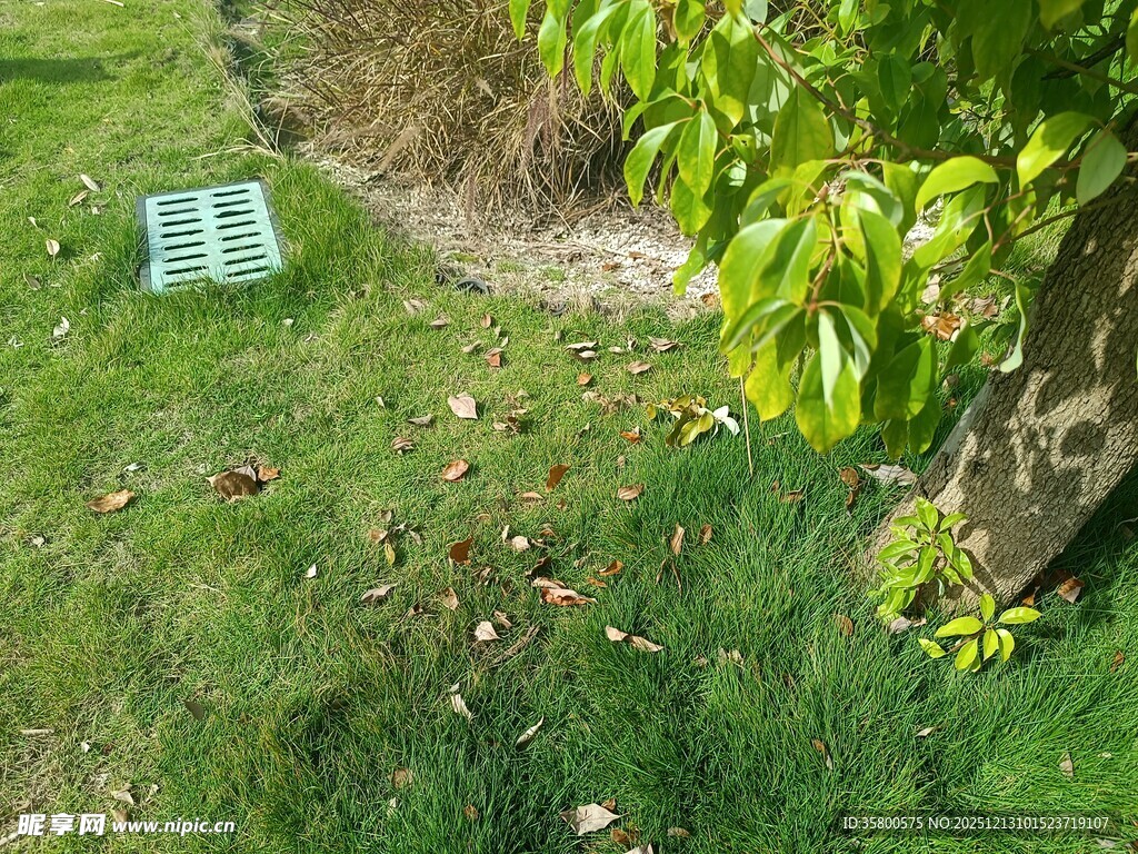 草地上的绿植与金属物件