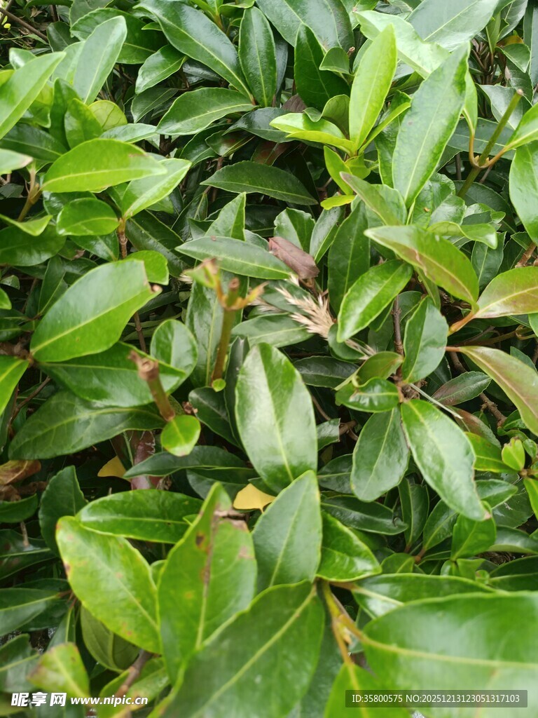 翠绿繁茂的植物叶片