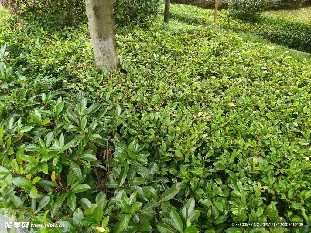 绿意盎然的地面绿植景观