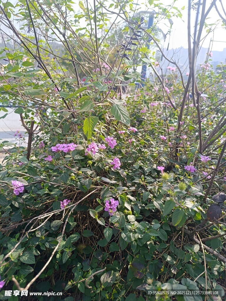 繁茂花丛中的紫色小花