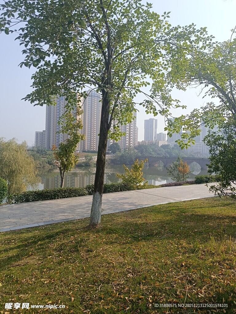 城市公园中的绿树景致