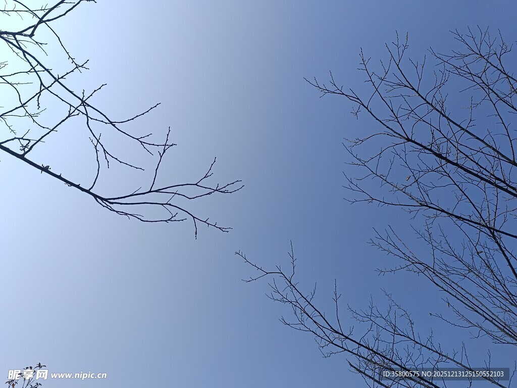 蓝天映衬下的光秃树枝