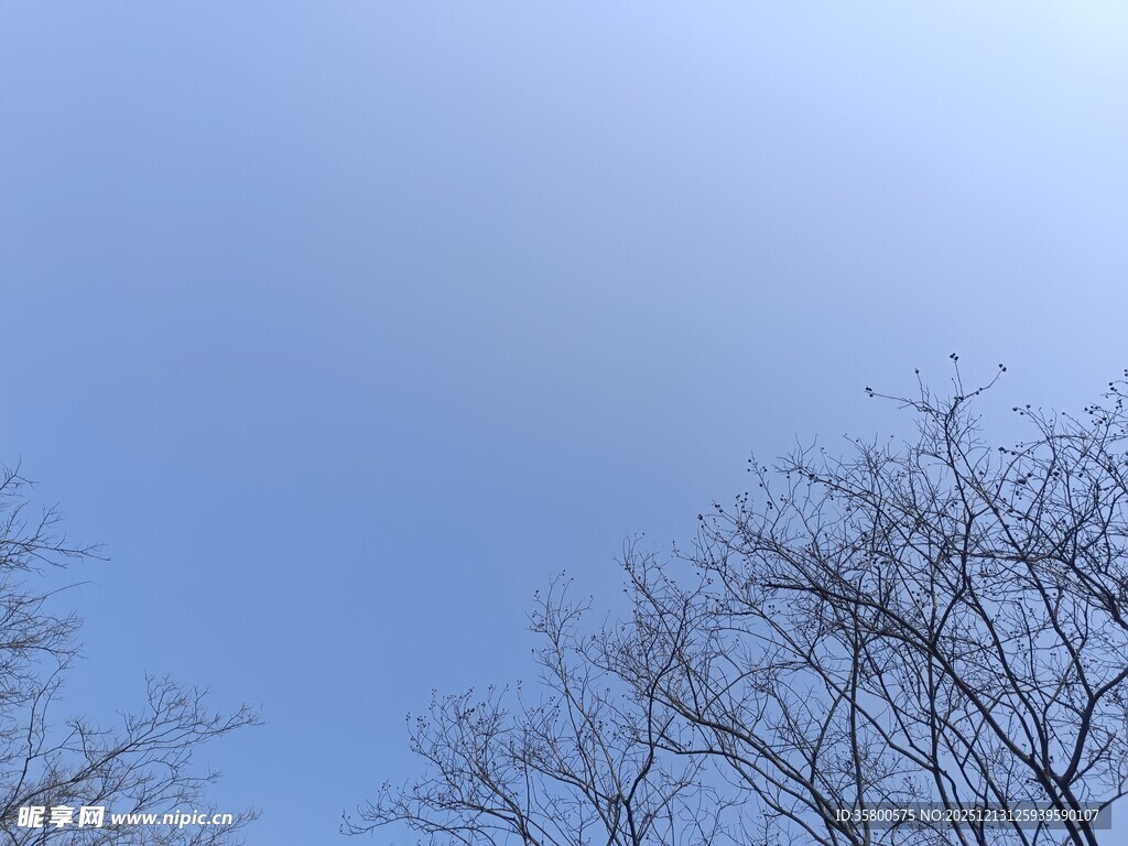 蓝天映衬下的光秃树枝