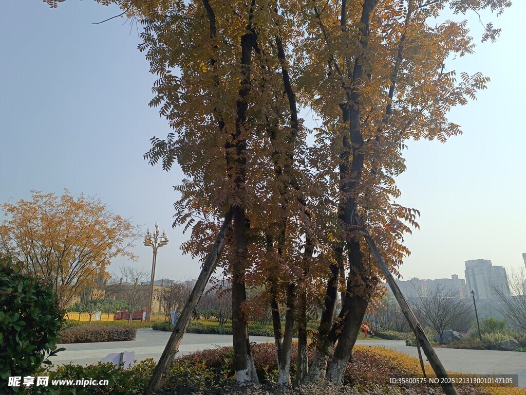 秋日公园树木景致