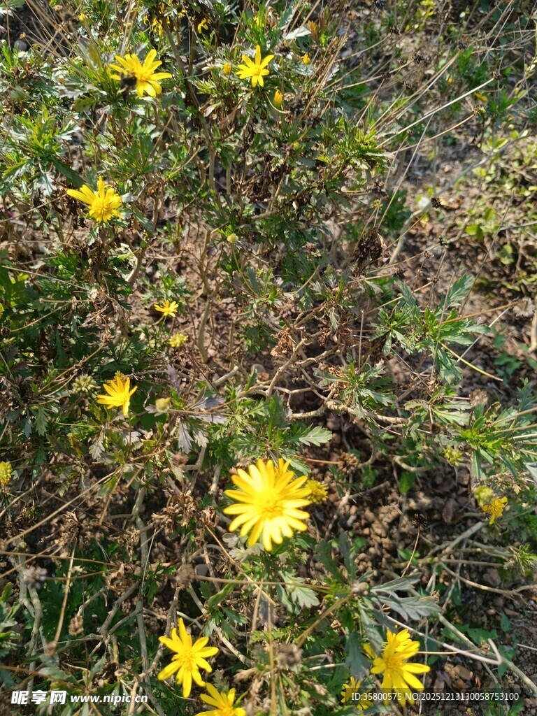 野外绽放的黄色小花
