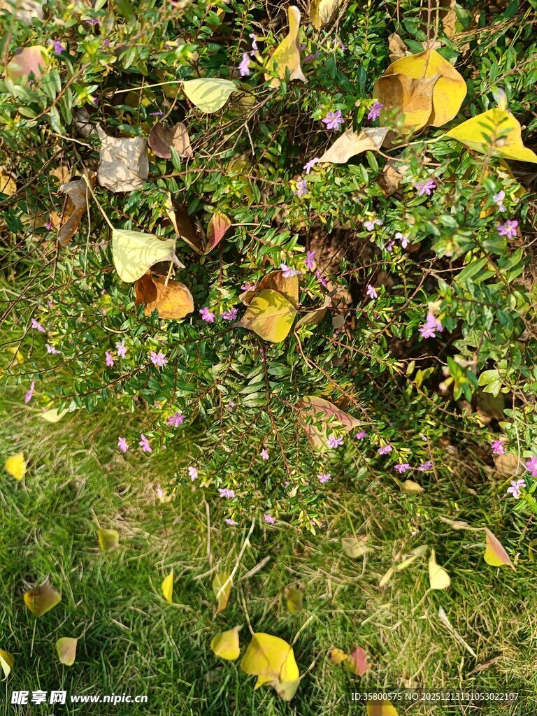 秋日草地落叶与小花