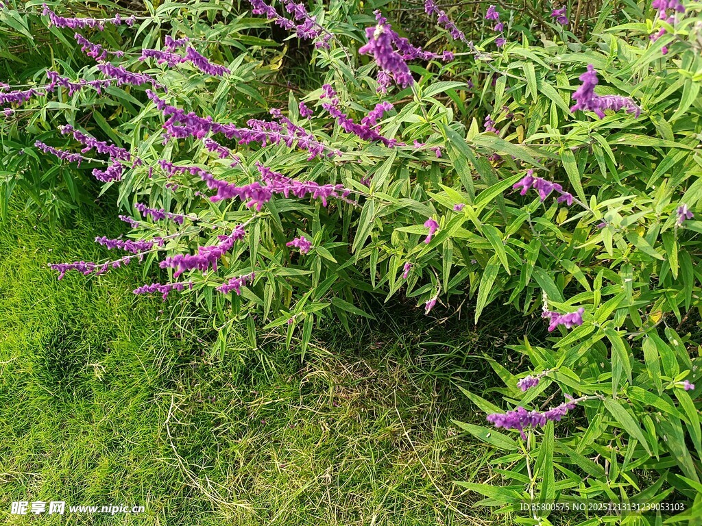 紫色花卉绽放于绿叶间