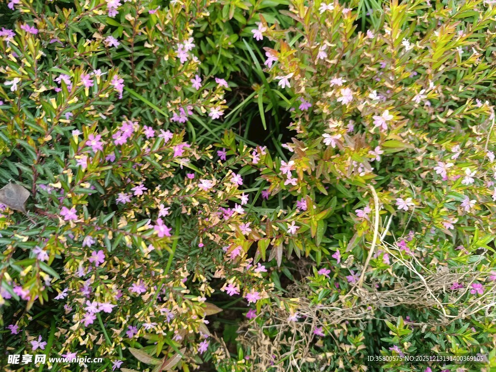 繁花盛开的绿植景观