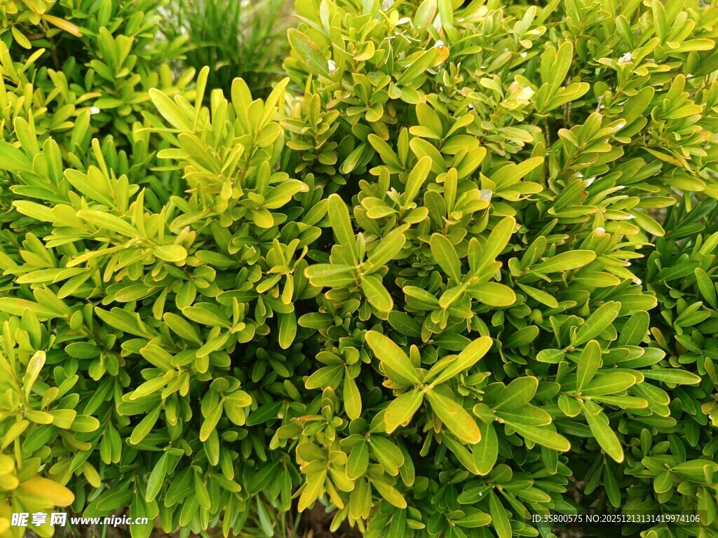 翠绿繁茂的灌木丛