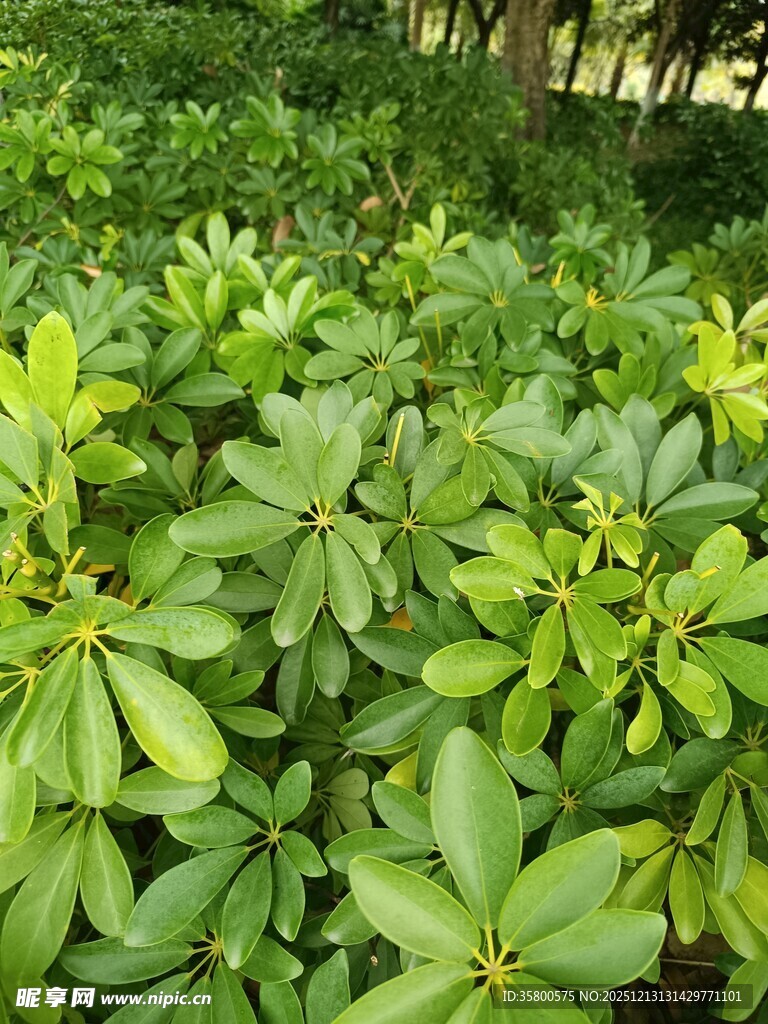绿叶繁茂的植物景观