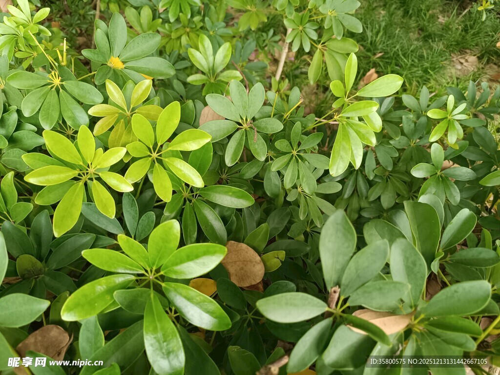 绿叶繁茂的植物景观