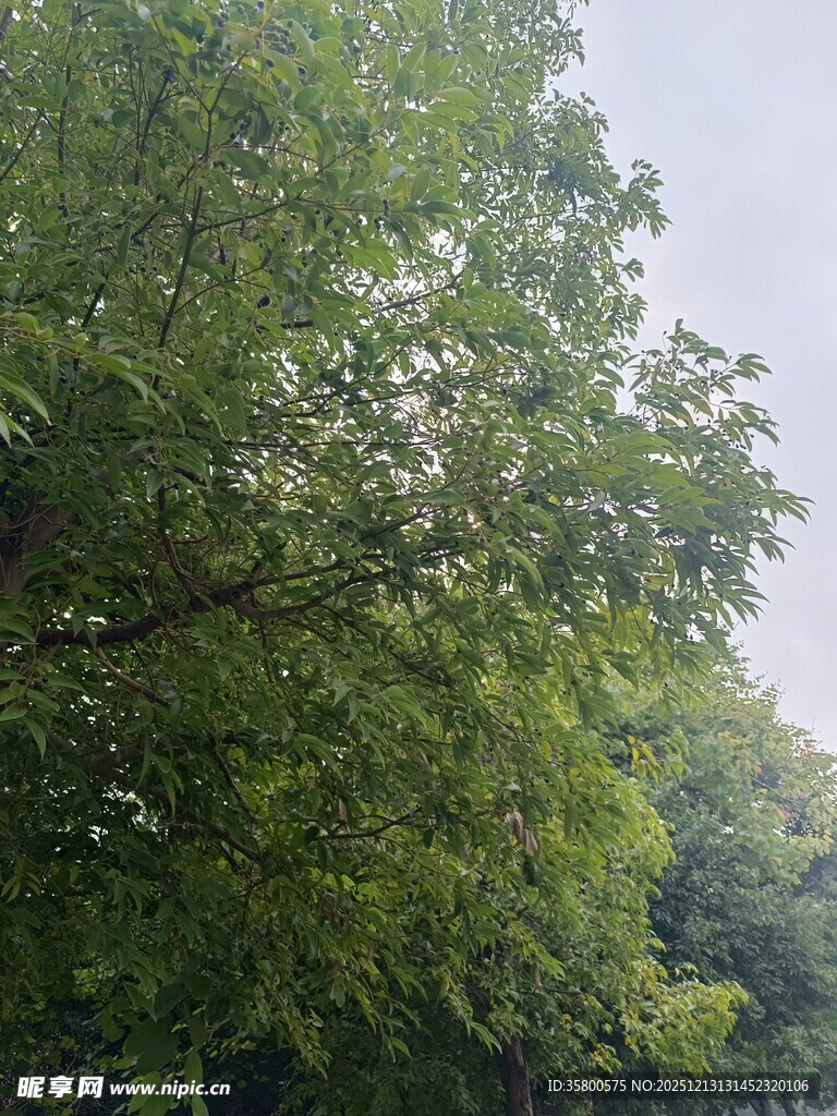 繁茂绿树展现自然生机