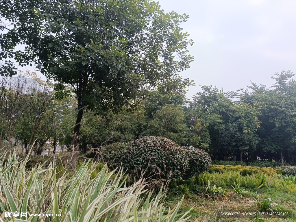 户外绿植景观