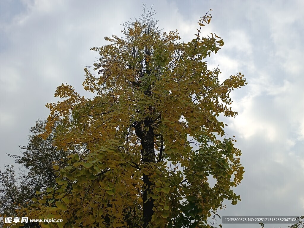 秋日挺拔黄叶树