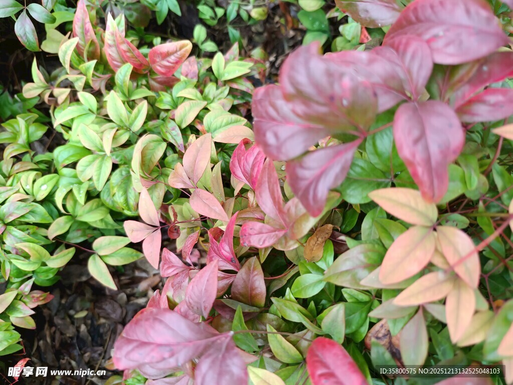 多彩叶片植物景观