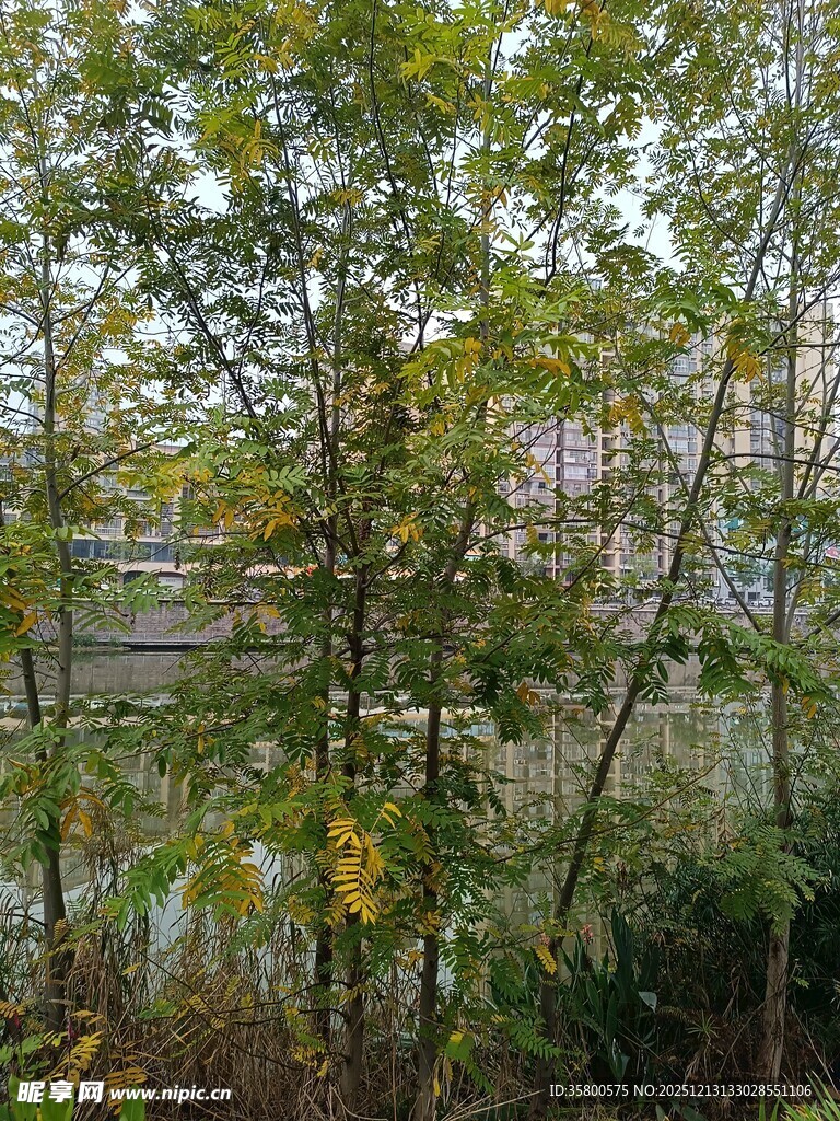 秋日树林中的繁茂绿植