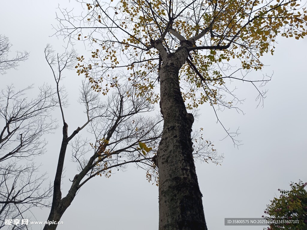 秋日挺拔树木景象