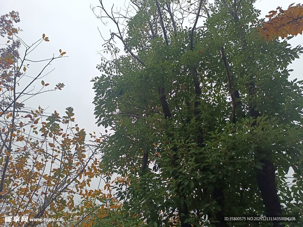 秋日树林中的葱郁树木